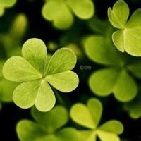 四叶草图片头像 好看的小清新风格四叶草头像图片